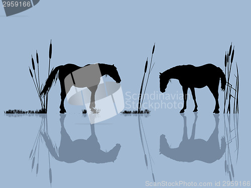 Image of Horses at the water