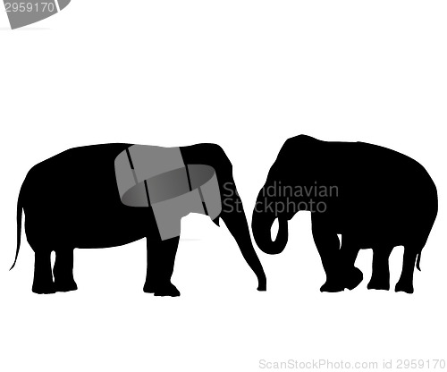 Image of In love elephants