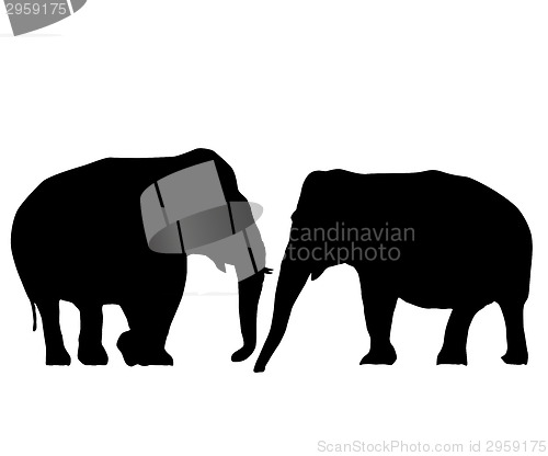 Image of Elephants in love