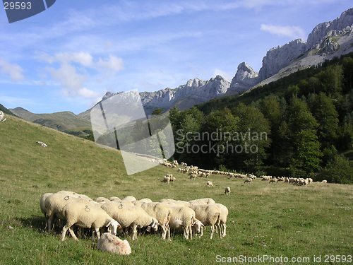 Image of sheeps in the mountains of Spain