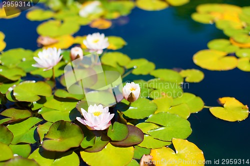 Image of lily pond