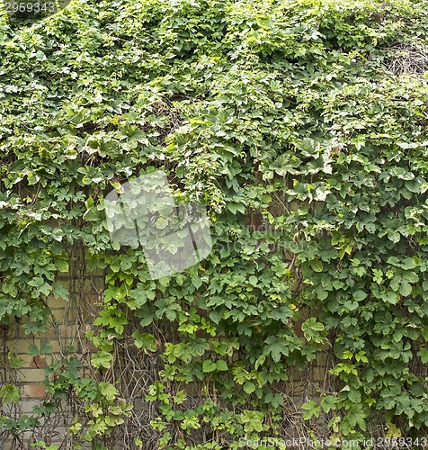 Image of Green creeper