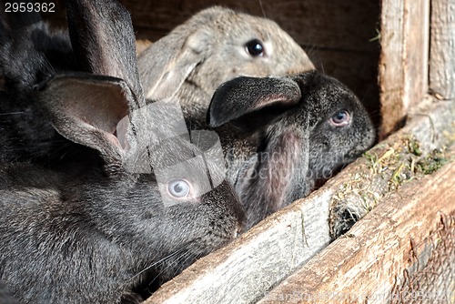 Image of Mother rabbit with newborn bunnies