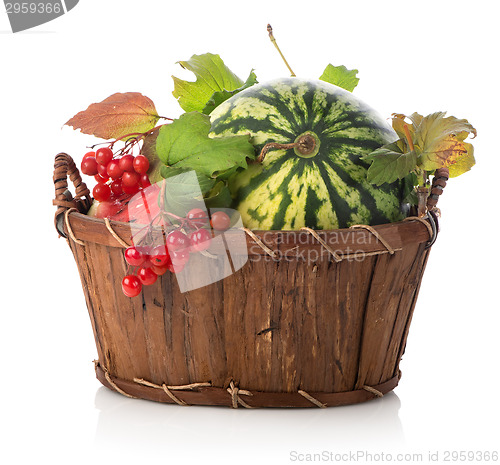 Image of Watermelon and viburnum