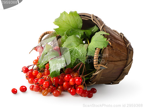 Image of Viburnum in a basket