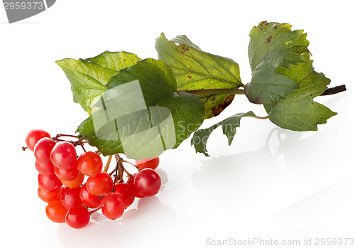 Image of Bunch of viburnum