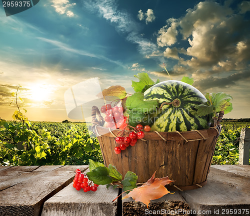 Image of Watermelon in a basket