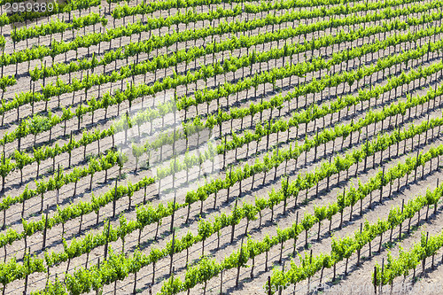 Image of Beautiful Wine Grape Vineyard