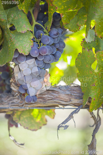 Image of Lush, Ripe Wine Grapes on the Vine