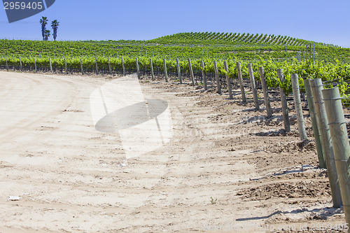 Image of Beautiful Lush Grape Vineyard with Room For Text