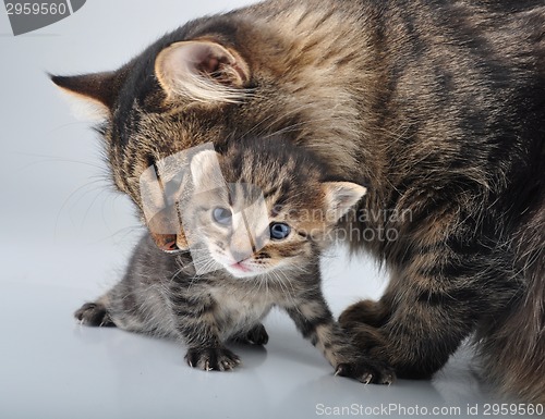 Image of adorable newborn kitten with mother