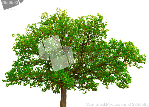 Image of Old oak tree crown isolated on white background