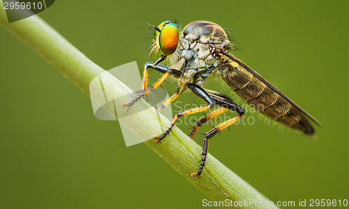 Image of Asilidae (robber fly) sits on a blade of grass