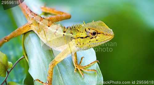 Image of Lizard on the grass. Thailand, Phuket