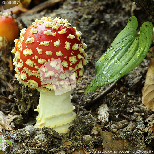 Image of Amanita muscaria