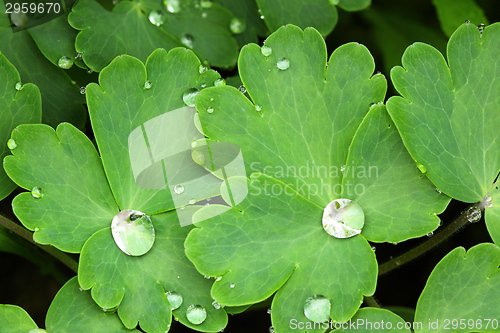 Image of Drops of water.