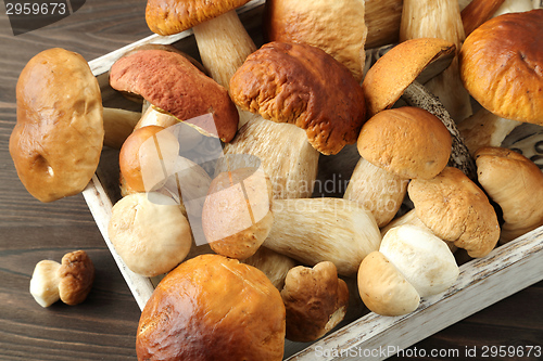 Image of Porcini mushrooms