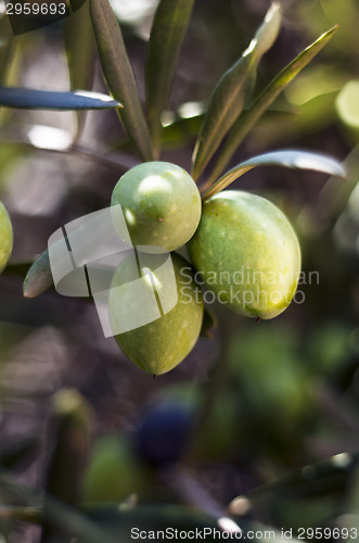Image of Green olives