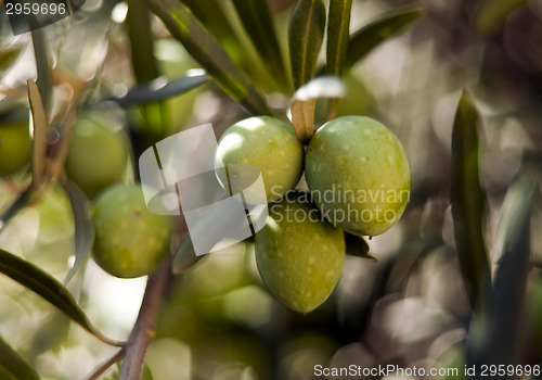 Image of Green olives