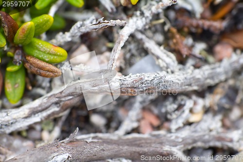 Image of macro world polar plant the white dead dry.