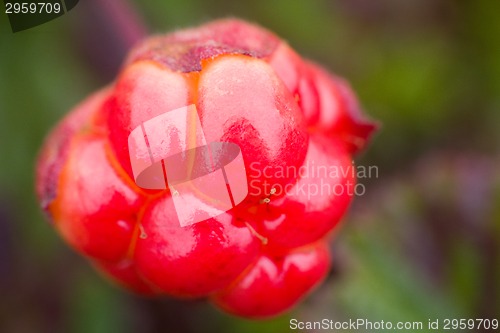 Image of Berry cloudberry summer polar plant macro