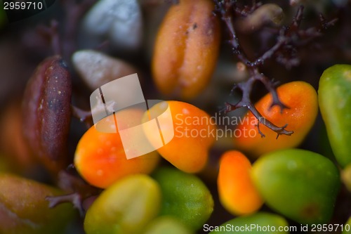 Image of macro stone vegetation polar leaf summer