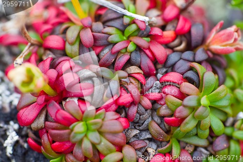 Image of macro stone vegetation polar leaf summer