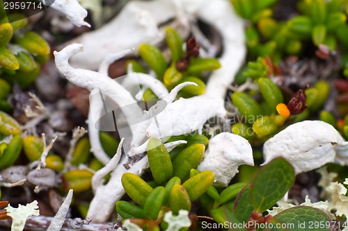 Image of macro stone vegetation polar leaf summer