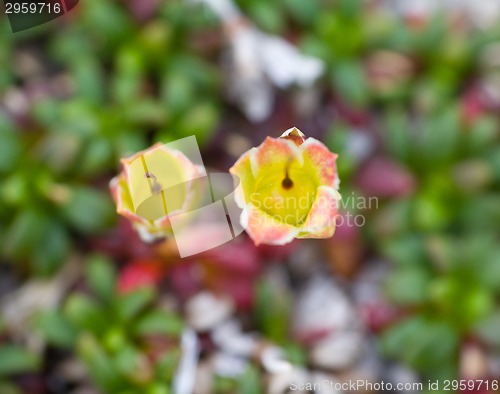 Image of macro stone vegetation polar leaf summer