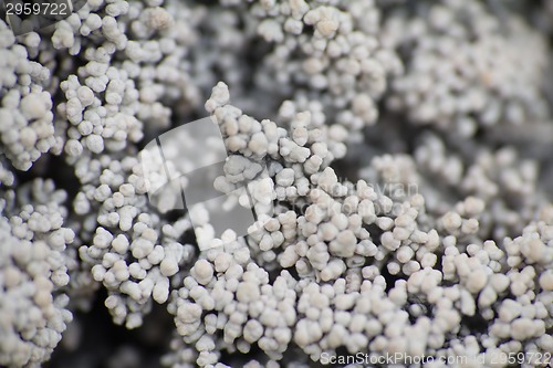 Image of macro world polar plant the white dead dry.