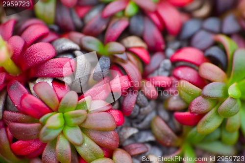 Image of macro stone vegetation polar leaf summer