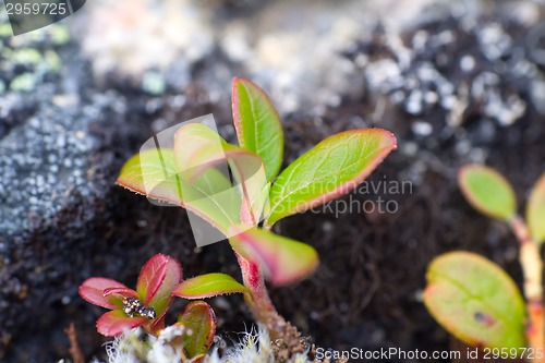 Image of Polar sprout macro  leaf summer