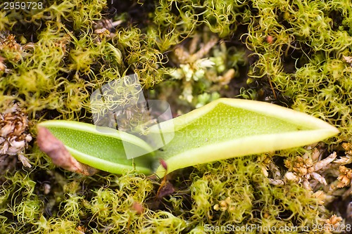 Image of Polar sprout macro  leaf summer