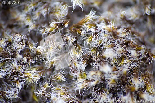 Image of polar moss summer North macro