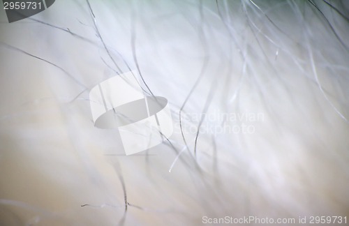 Image of macro air soft fluffy background