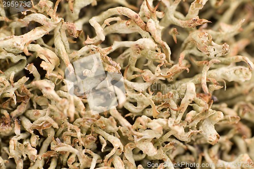 Image of macro world polar plant the white dead dry.