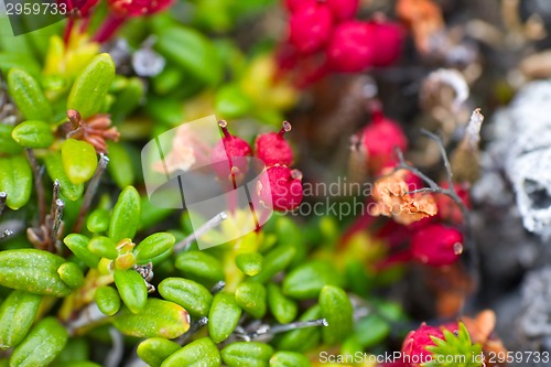 Image of macro stone vegetation polar leaf summer