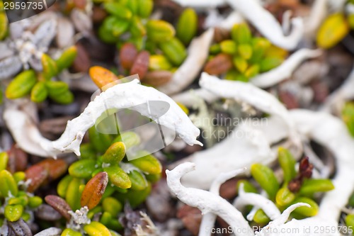 Image of macro stone vegetation polar leaf summer