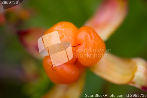 Image of Berry cloudberry summer polar plant macro