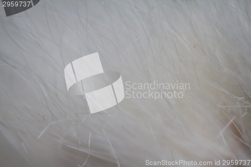 Image of macro air soft fluffy background