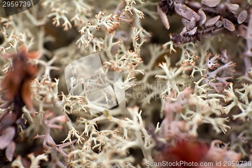 Image of macro world polar plant the white dead dry.