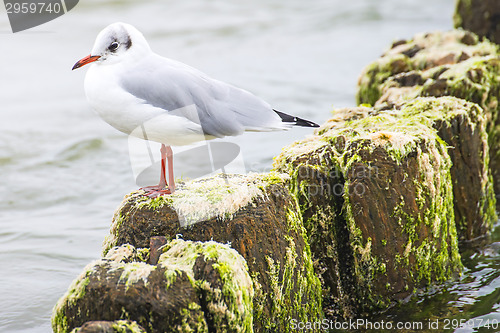 Image of laughing gull, Larus ridibundus L.