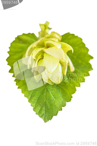 Image of ripe hop cones