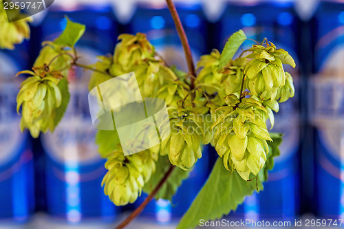 Image of ripe hop cones with beer cans