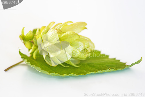Image of ripe hop cones