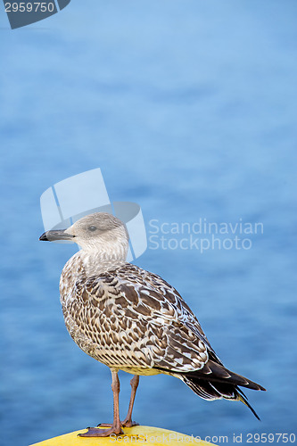 Image of Herring gull, Larus fuscus L. immat.