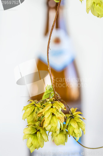 Image of ripe hop cones with beer bottle