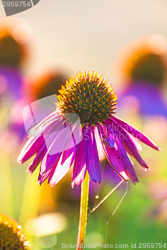 Image of coneflower, Echinacea purpurea