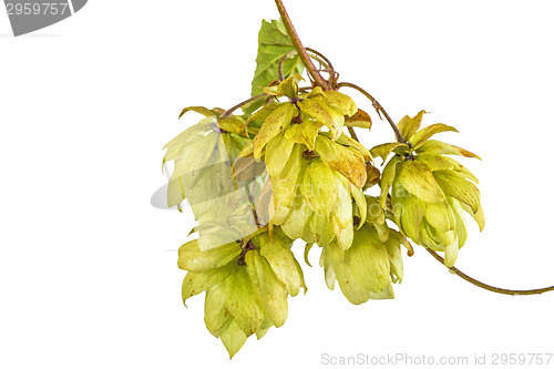 Image of ripe hop cones