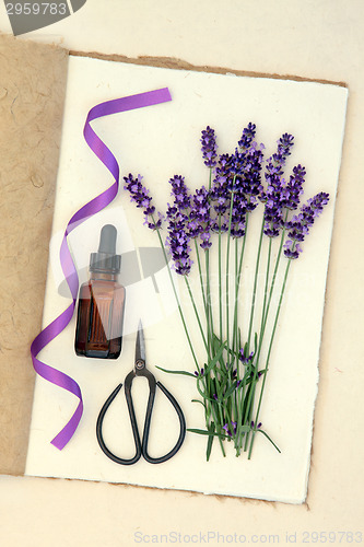 Image of Lavender Flower Herb